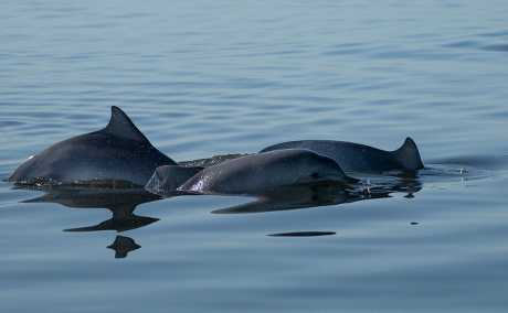 圭亞那海豚在里約熱內盧海面游戈。美聯社
