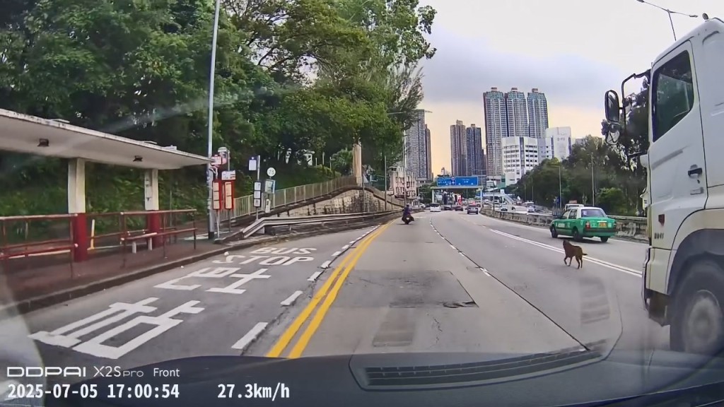 青山公路—元朗段有一隻成年唐狗在馬路上穿梭狂奔。網上片段截圖 青山公路—元朗段有一隻成年唐狗在馬路上穿梭狂奔。網上片段截圖