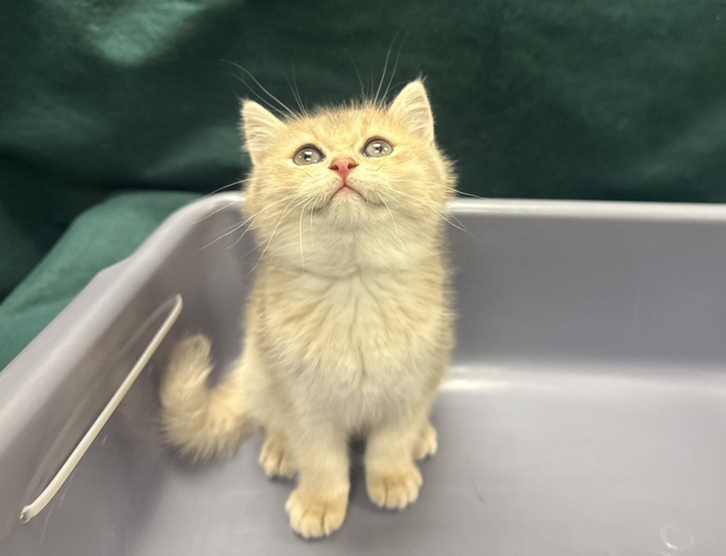 檢獲的懷疑非法進口貓。政府新聞處圖片