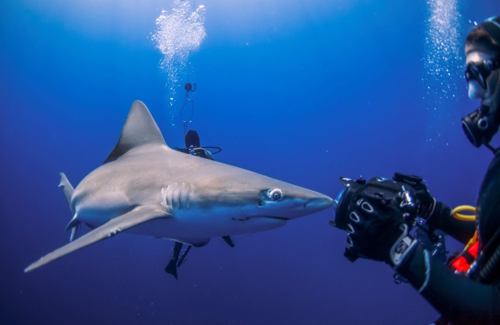 潜水人员特意到佛罗里达州拍摄鲨鱼。（路透社）