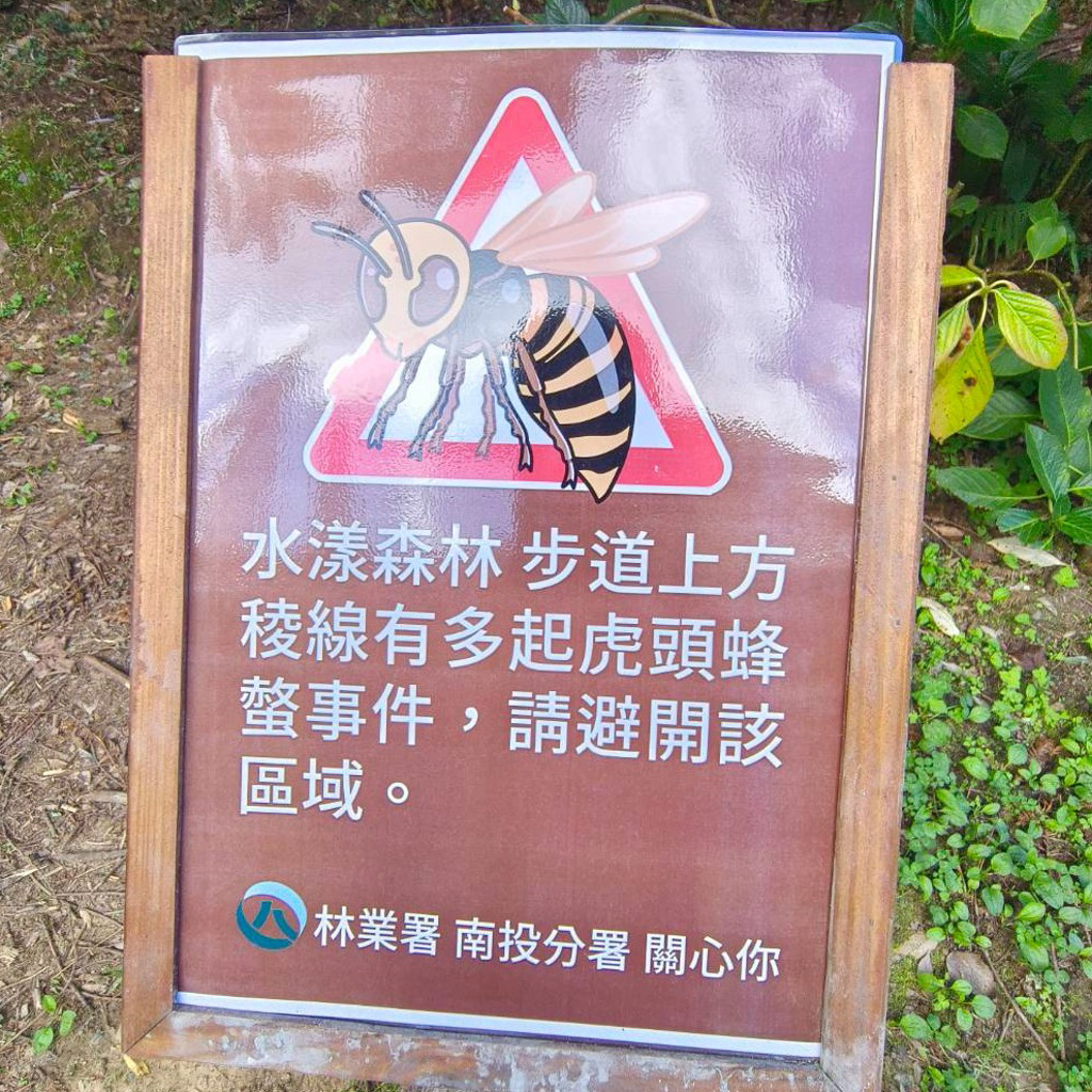 虎头蜂可以对人类造成严重伤害，甚至死亡。中时新闻