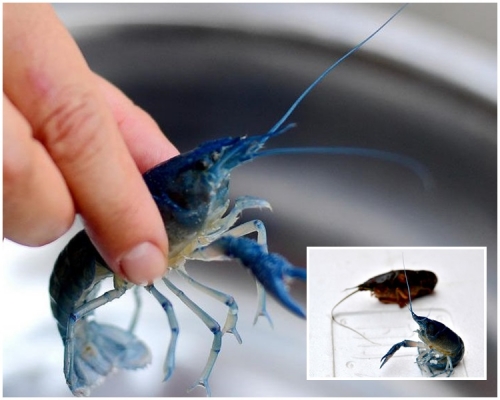小龙虾通体蓝色，连胡须也是蓝色。网图