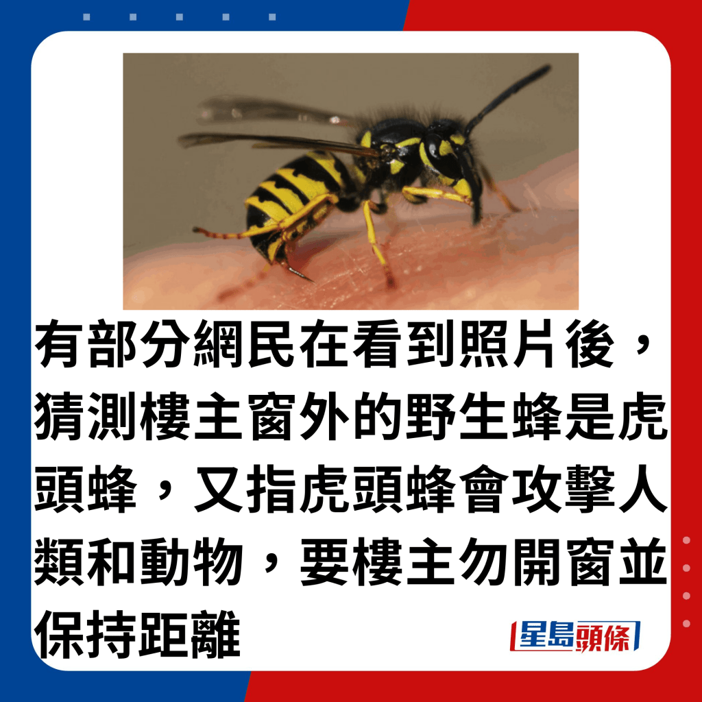 有部分網民在看到照片後，猜測樓主窗外的野生蜂是虎頭蜂，又指虎頭蜂會攻擊人類和動物，要樓主勿開窗並保持距離