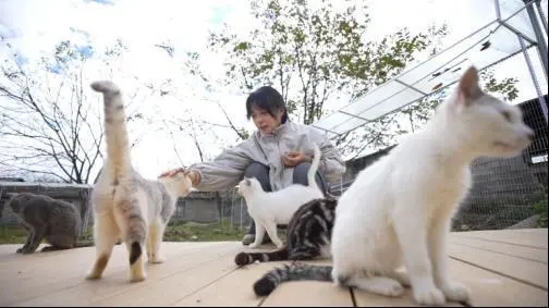 社恐女青宣宣收養126隻流浪貓。