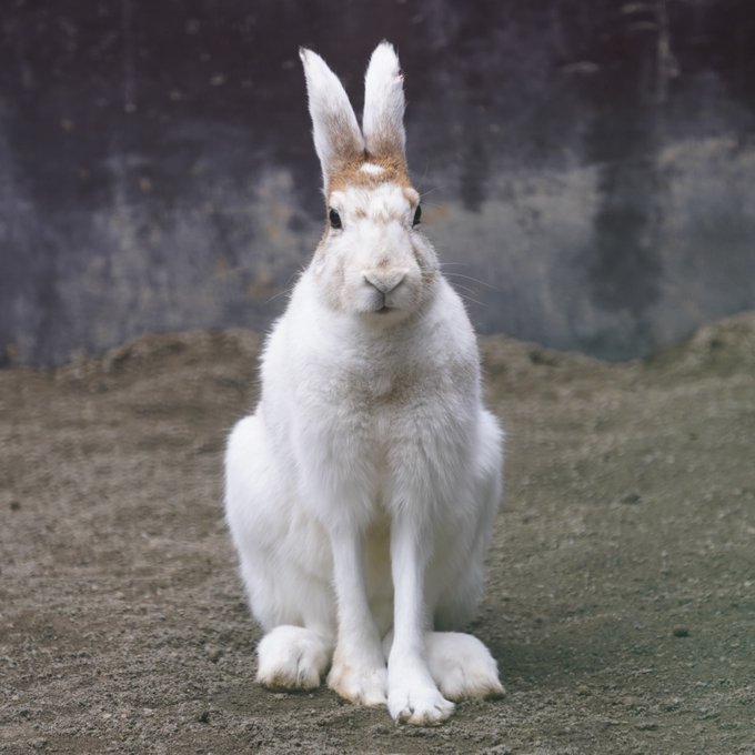 北海道雪兔站擁有長腿，可以快速奔跑。円山動物園twitter