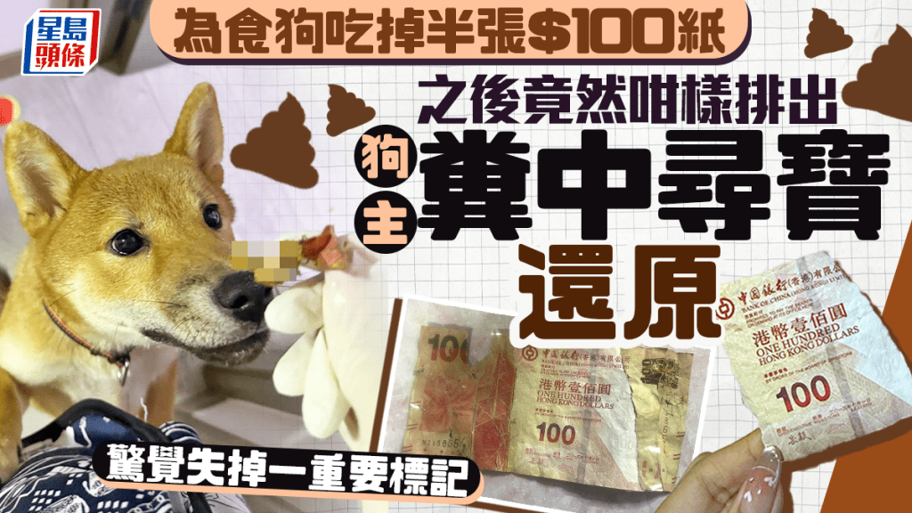 為食狗吃掉半張$100紙 之後竟然咁樣排出 狗主糞中尋寶還原 驚覺失掉一重要標記