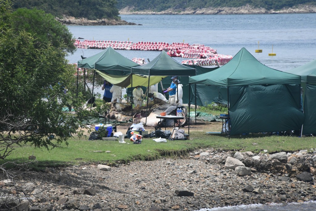 萬宜西壩現場搭建了數個綠色帳篷，鯨屍放在地上待解剖。梁國峰攝