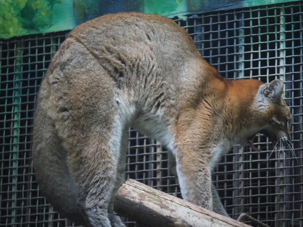 重慶金貓動物園明星動物「阿宅」離世，許多網民在網上悼念。