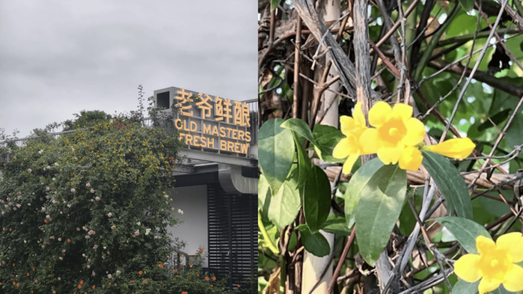 深圳福田區香蜜公園被發現有劇毒植物。(@深圳大件事)