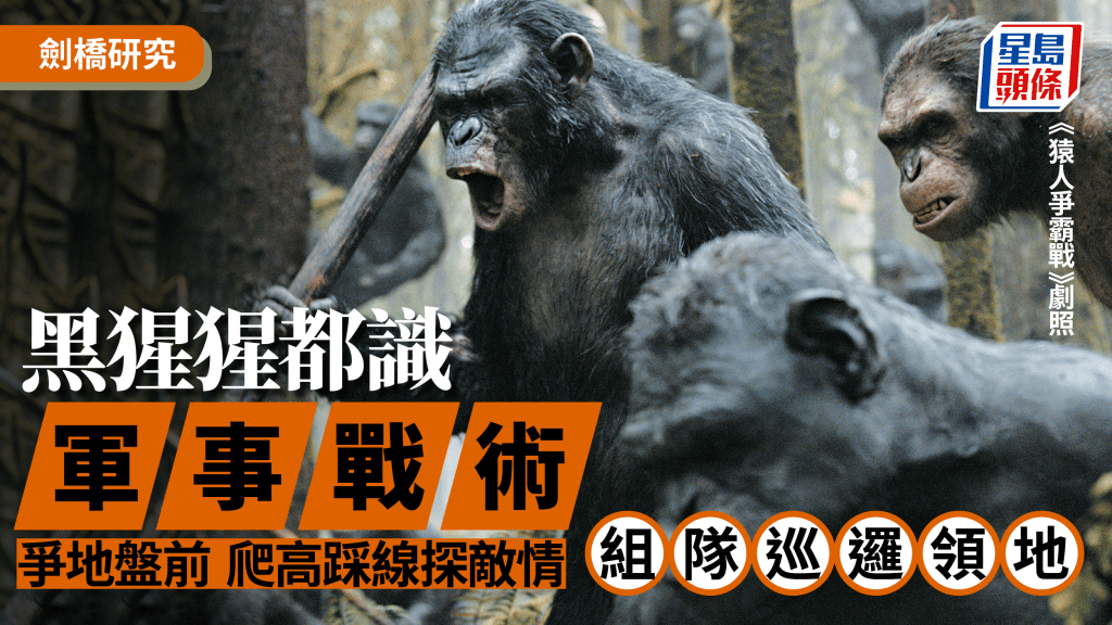 黑猩猩地盤意識極強，其他族群踏入，會爆發激烈衝突。《猿人爭霸戰》劇照