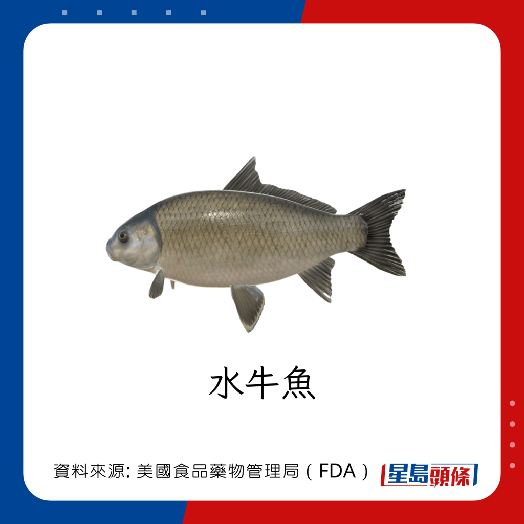 魚類水銀｜水銀含量中等的魚類：水牛魚