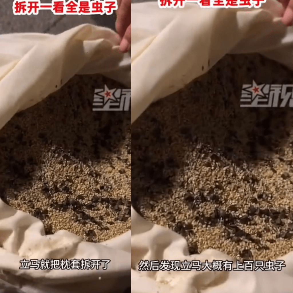 內地媒體報道，一名女子表示睡覺時頻頻聽到枕頭傳出「沙沙聲」，翻身時聲音尤為明顯。（圖片取自：微博圖片）