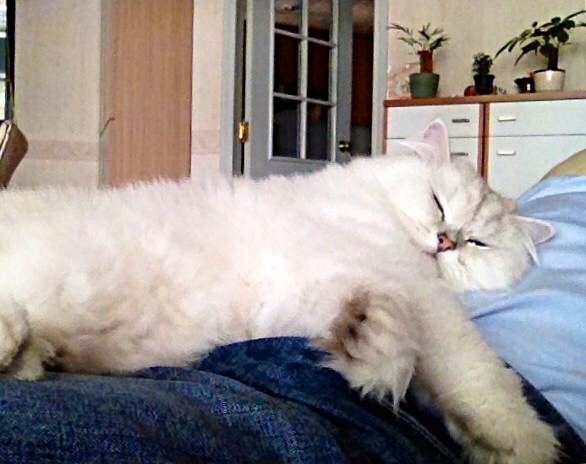 寶寶愛躺在主人身上睡覺。網圖