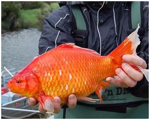 野生金魚大量繁殖及成長,可能引起當地生態災難。網上圖片
