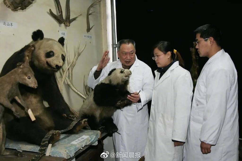 胡錦矗曾組織領導第一次大熊貓調查。網圖