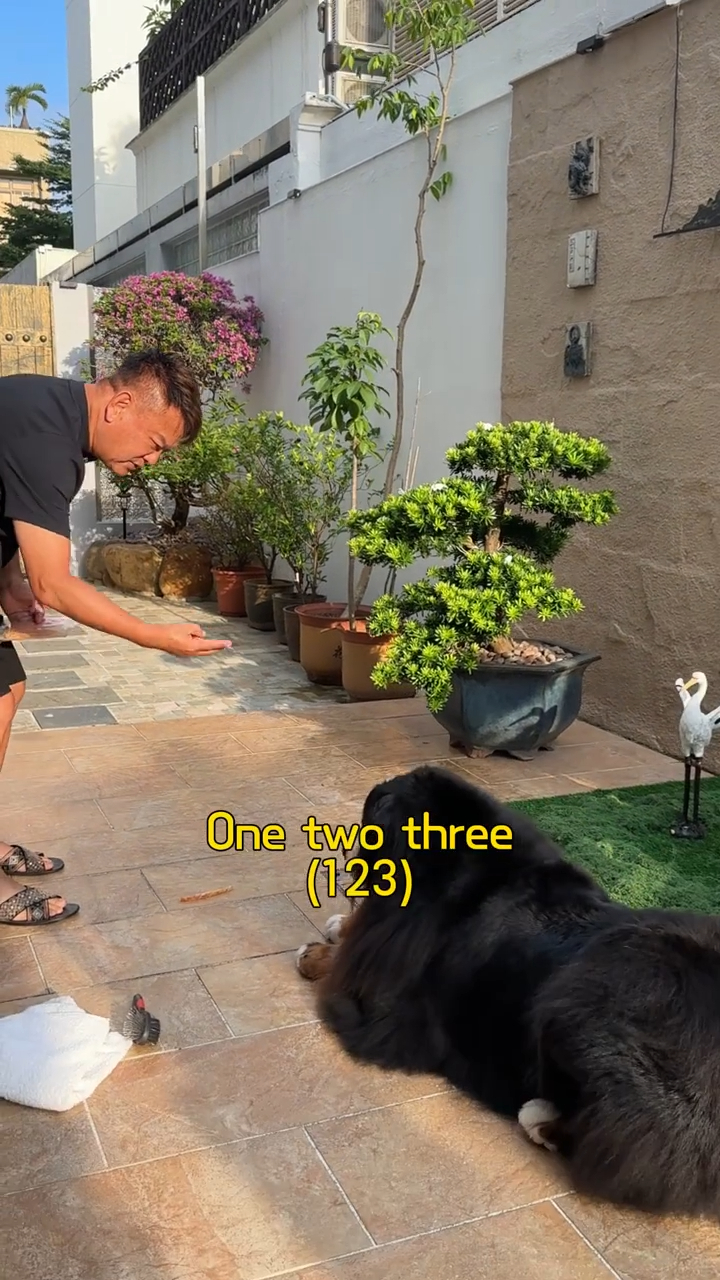 叻哥對愛犬下達指令，要倒數三秒後才能進食，可見訓練有素。