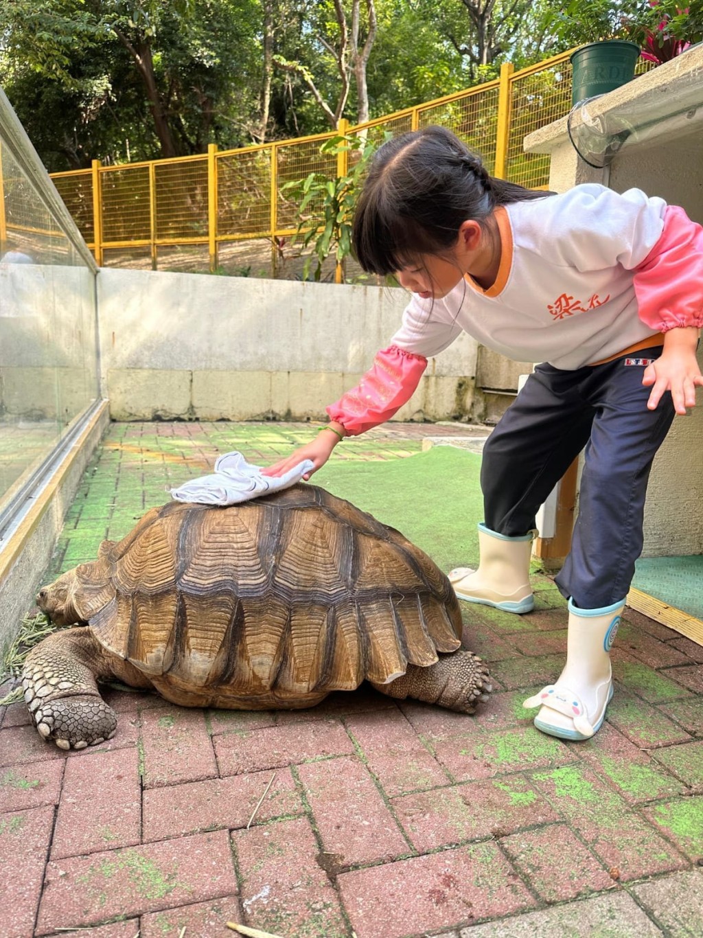 學生們經常輪流到「寵愛閣」幫盾臂龜「梁粉」清潔。