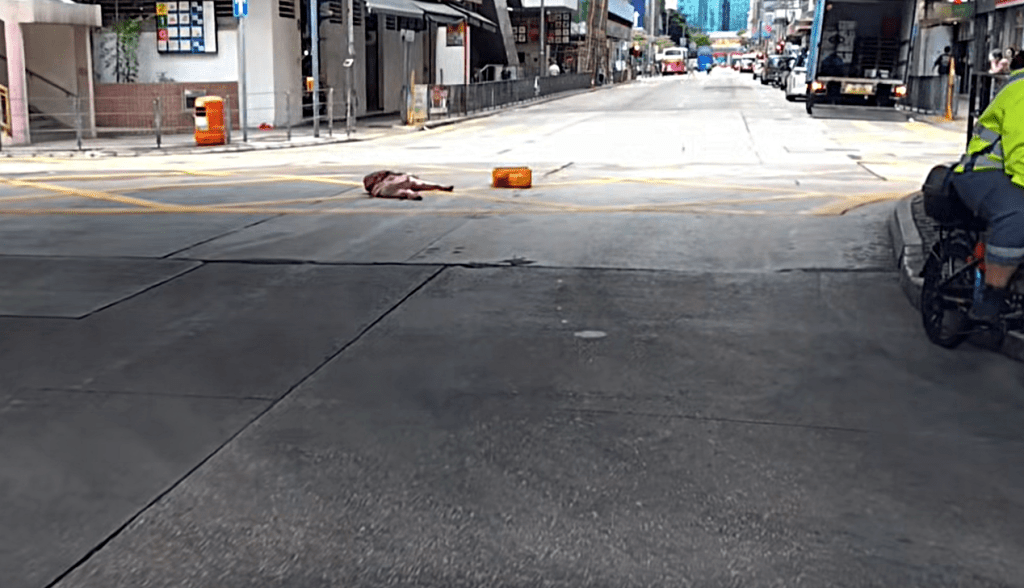北角渣華道路中出現多件豬殼。fb：車cam L（香港群組）