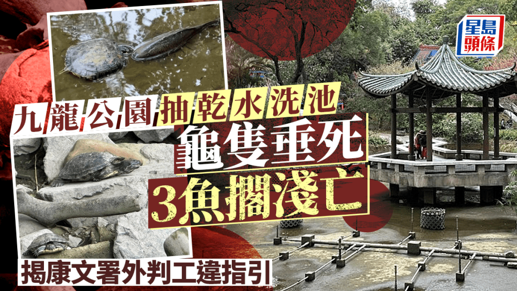 九龍公園水池大清洗抽乾水 龜隻垂死3魚擱淺亡 揭康文署外判工違指引