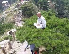 僧人在松树顶打坐。网上截图