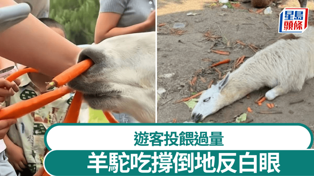 羊駝因遊客瘋狂餵食，致吃得太飽倒地反白眼。上游新聞