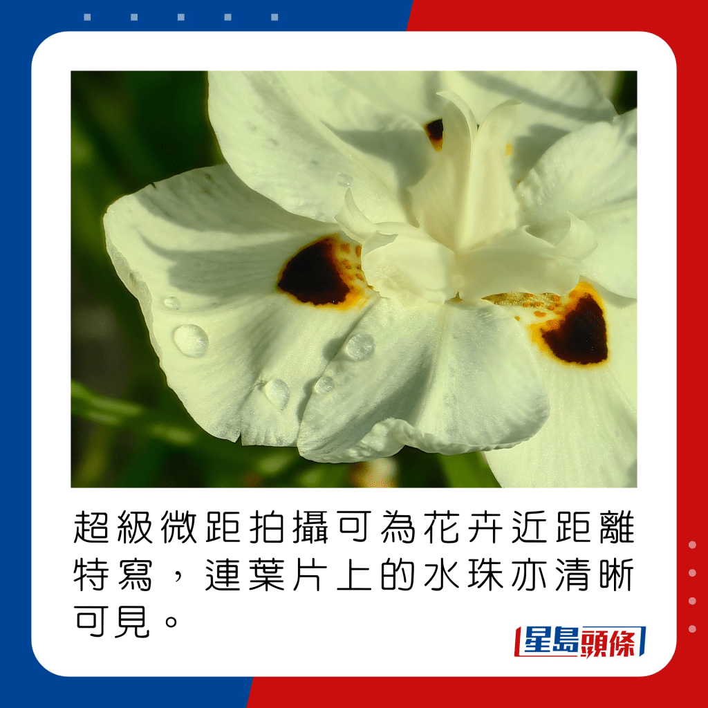 超级微距拍摄可为花卉近距离特写，连叶片上的水珠亦清晰可见。