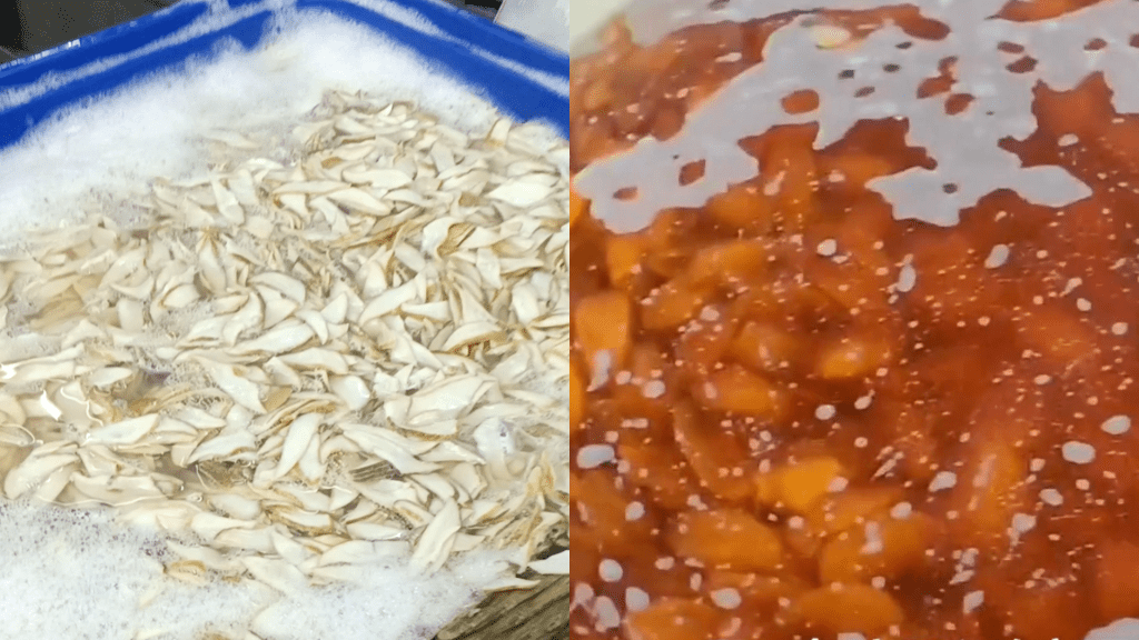 鮑片原本顏色較白（左），在紅色藥水浸泡2天後就會變成金黃色。