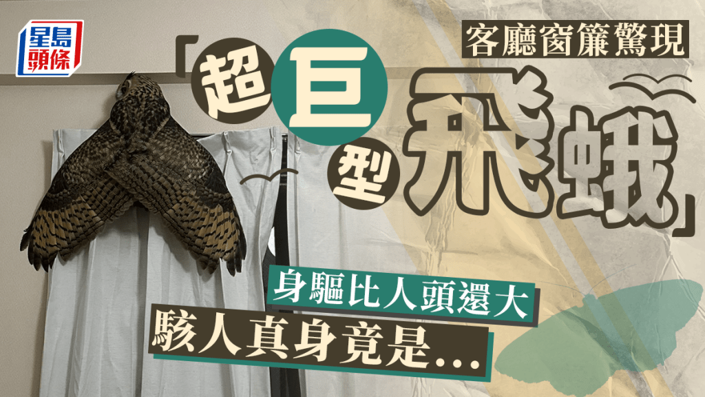 有日本網民晒相，指在家中發現一隻巨大的「黑蟬」，又有可能是「飛蛾」，只見相中一隻巨大生物，體積大過大頭，帖文一出震驚全網，短短一星期吸引約970萬人次的瀏覽量，該位佻皮的網民其後揭開這「怪物」的真身。