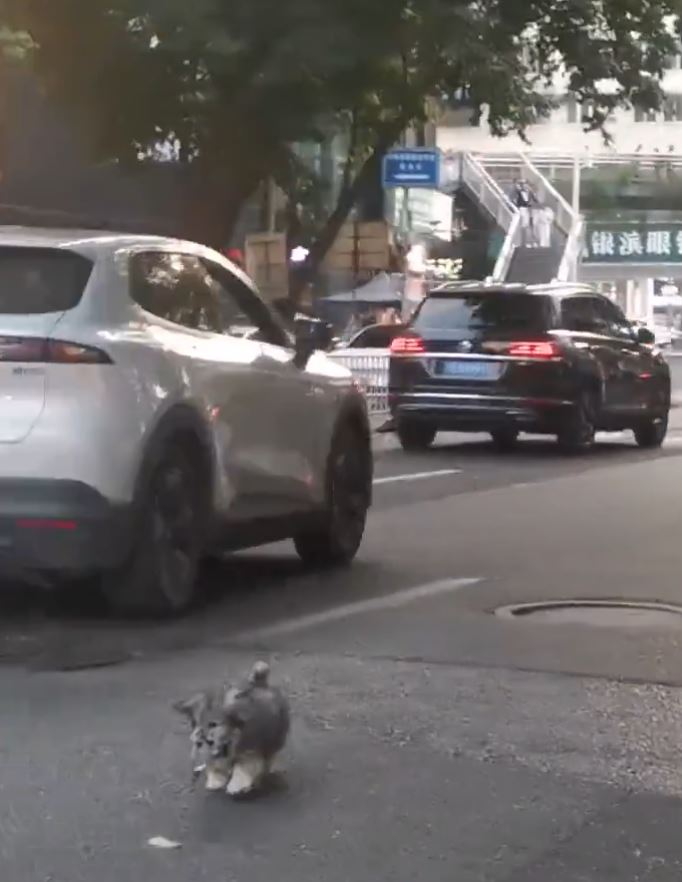 四川街頭有中年漢疑為碰瓷，將小狗掟向汽車車頭。微博