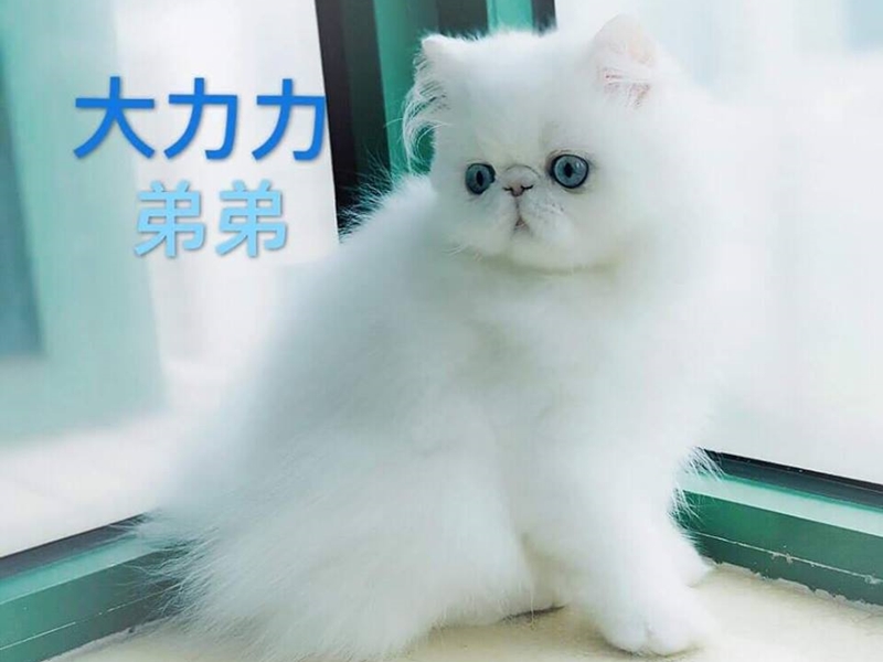 被偷的波斯貓。