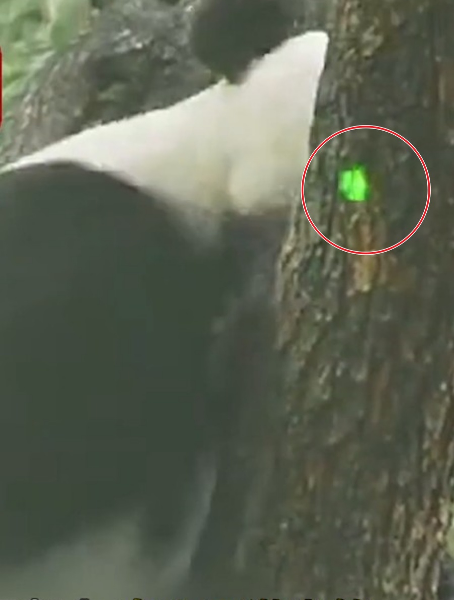 綠光與大熊貓「白天」十分接近。