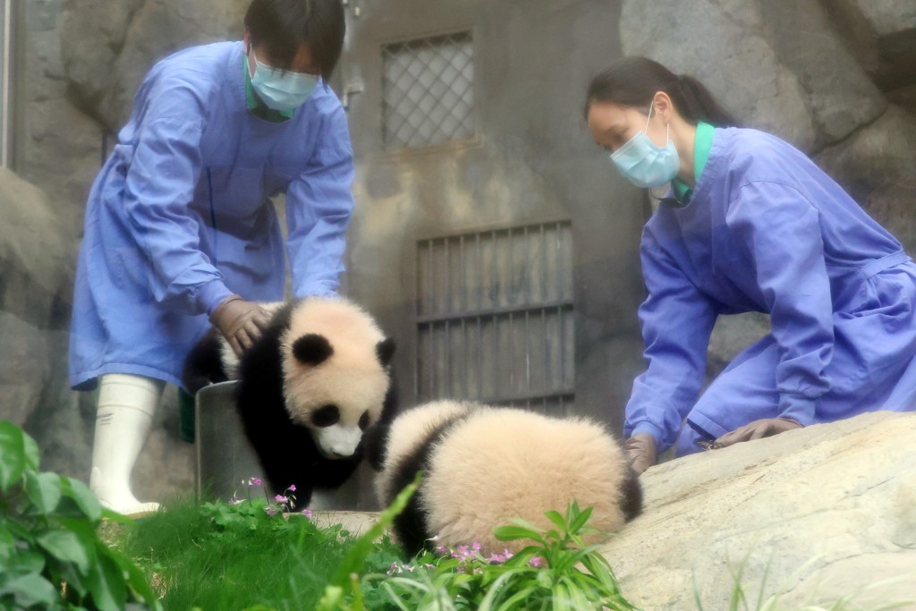 海洋公園為大熊貓「家姐」及「細佬」安排傳媒預覽。