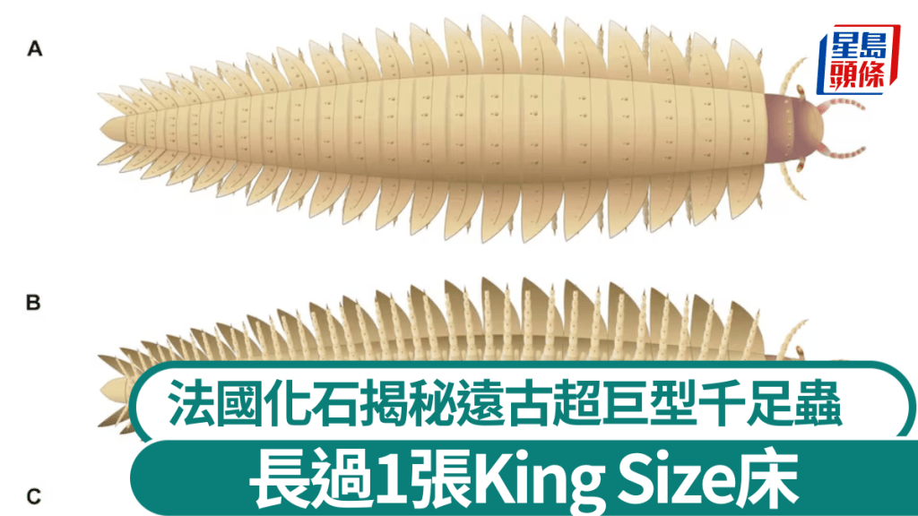 古生物學家發現目前「史上最巨大節肢動物」。(路透社)