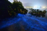 「夜光藻」令海面出现阿凡达仙境。资料图片