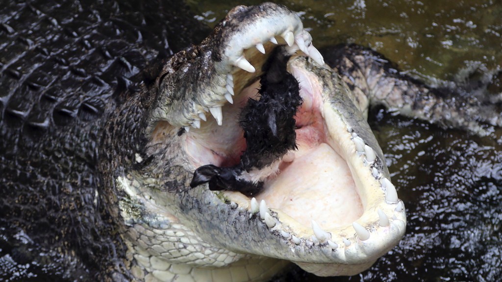 一隻鹹水鱷魚正在吞兔子。 美聯社