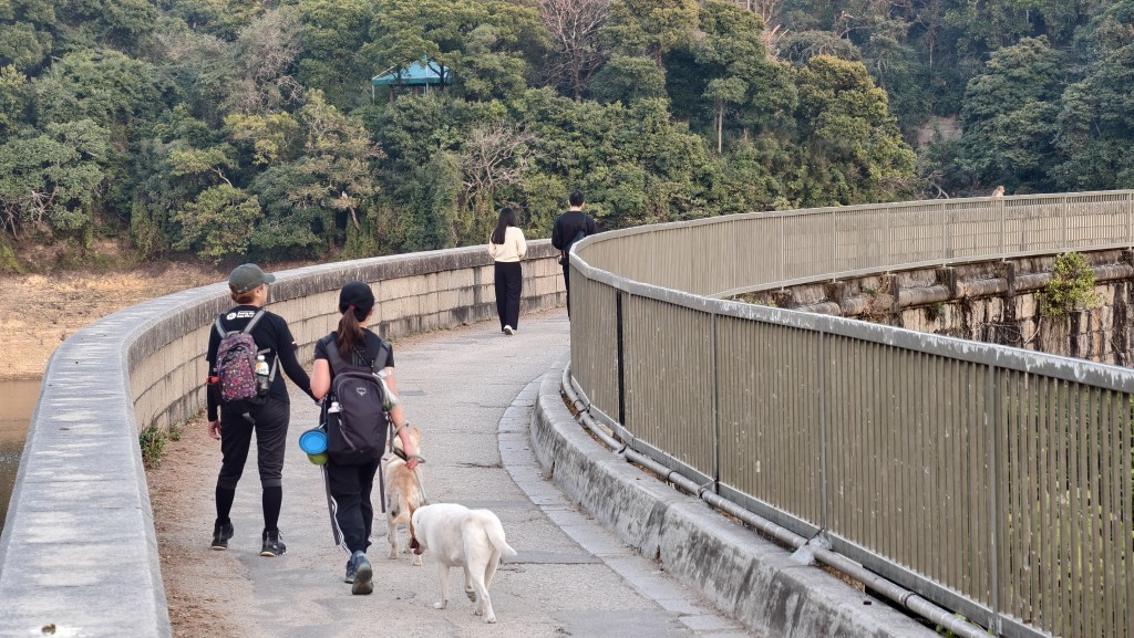 金山郊野公園有多隻猴子出沒。徐裕民攝