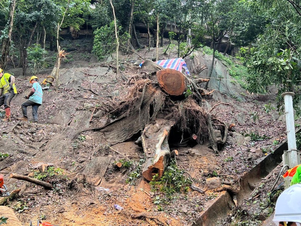 發展局指當局爭取今晚完成清理白加道塌樹。發展局facebook圖片