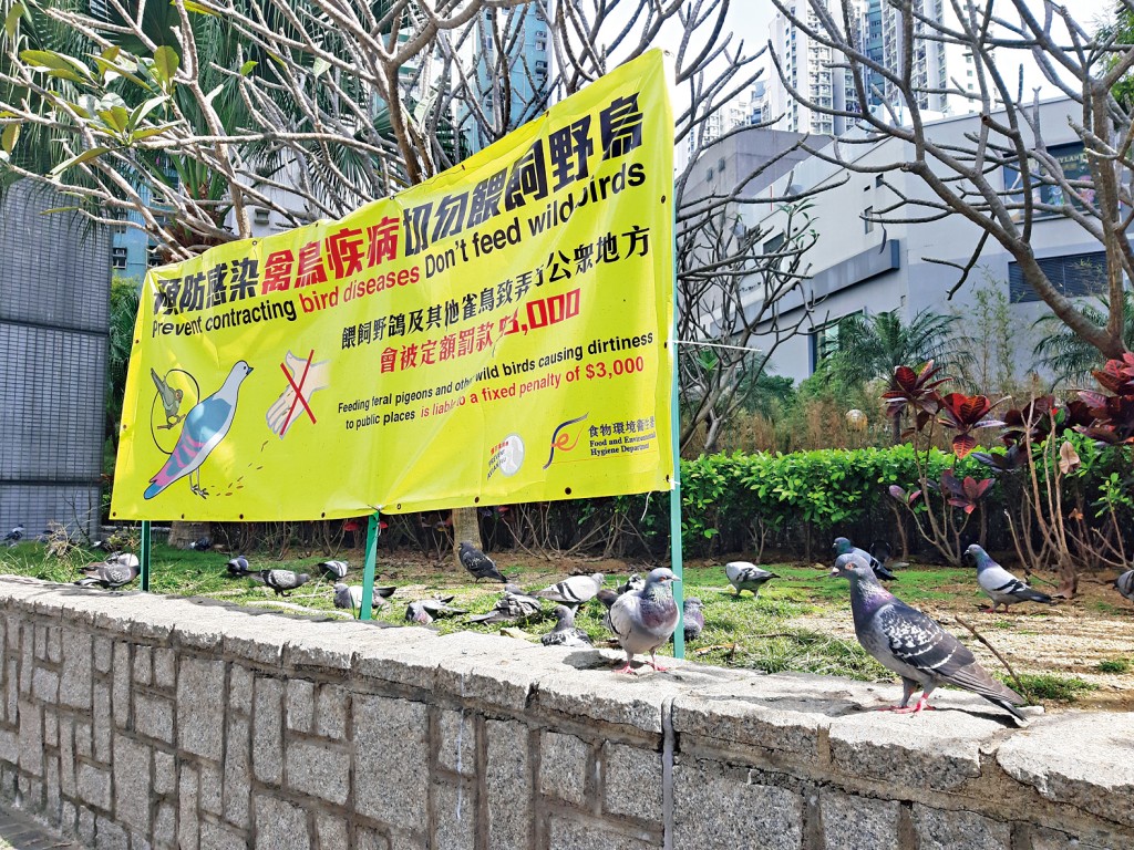 港府近年屢次「出招」整治鴿患，惟全港各區依然鴿蹤處處。