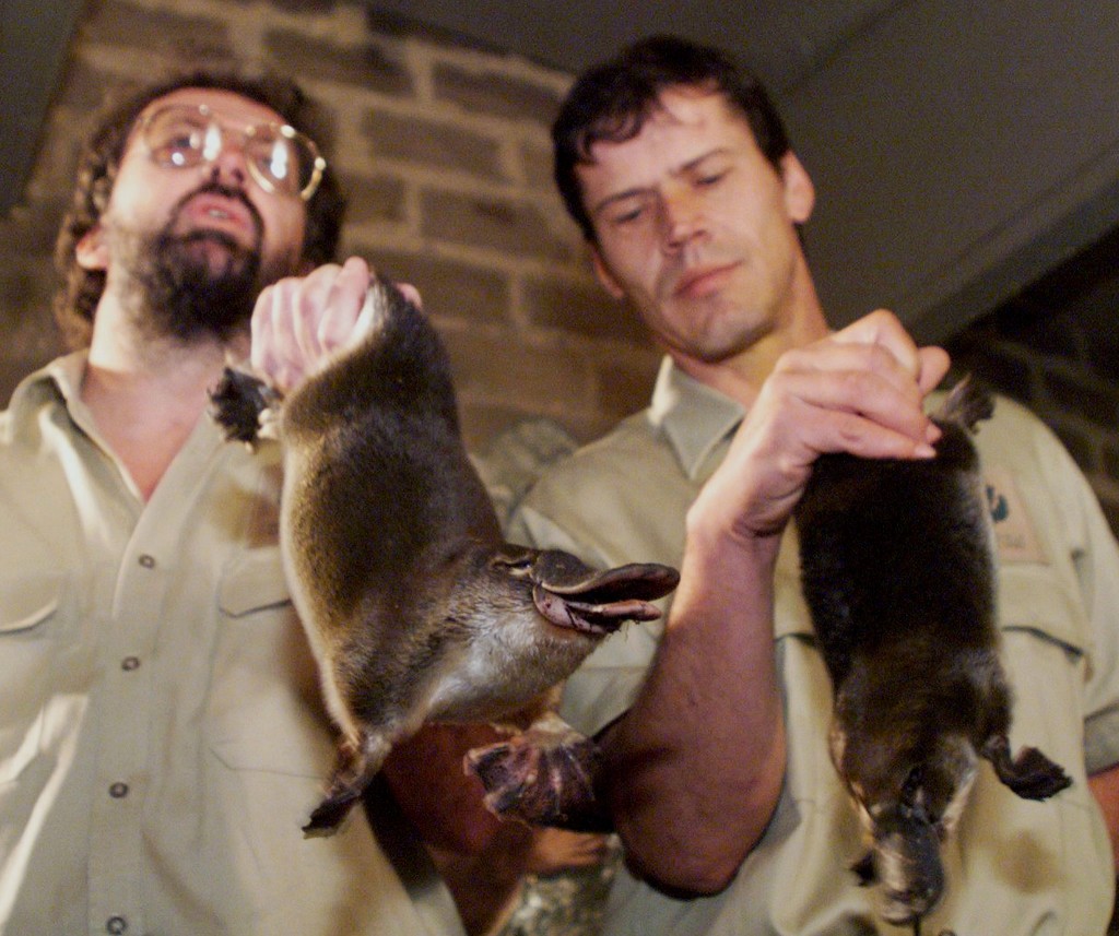 1999年墨尔本希尔斯维尔保护区展示一对双胞胎鸭嘴兽。路透社资料图片