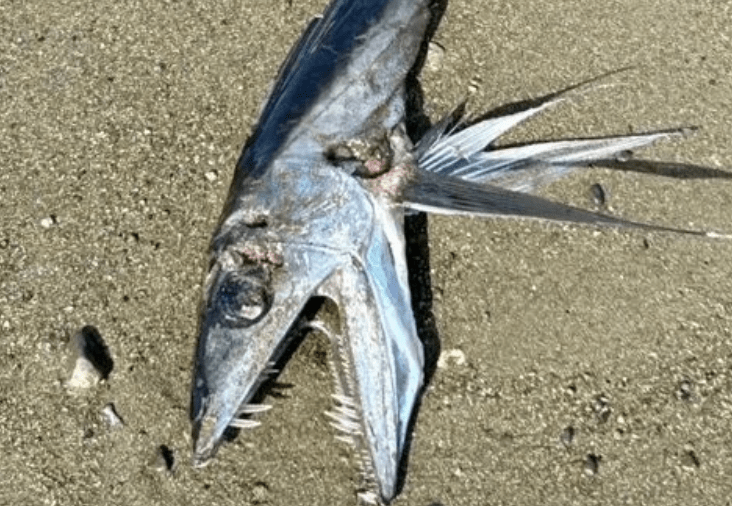 其中一條怪魚長有令人毛骨悚然的銳利獠牙及尖刺魚鰭,宛如科幻電影中的異形生物。 其中一條怪魚長有令人毛骨悚然的銳利獠牙及尖刺魚鰭,宛如科幻電影中的異形生物。