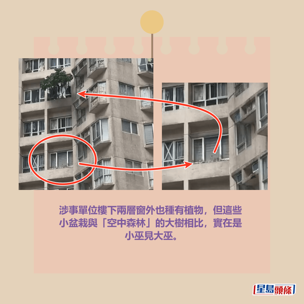 涉事單位樓下兩層窗外也種有植物，但這些 小盆栽與「空中森林」的大樹相比，實在是 小巫見大巫。Threads截圖