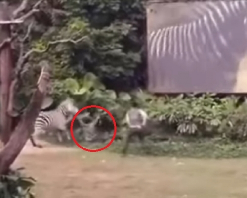 長隆動物世界有飼養員被斑馬襲擊。影片截圖