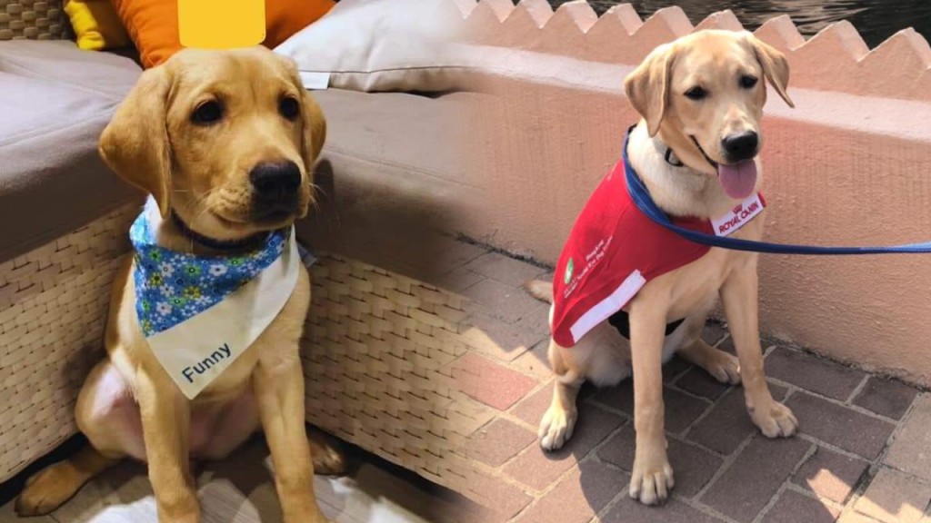 導盲犬Funny暈倒不治 中心表示配對訓練需時 未能即尋新犬取代