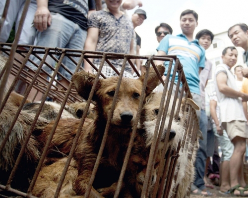 內地首次出台「可食用」畜禽目錄,狗未列入其中。AP資料圖片