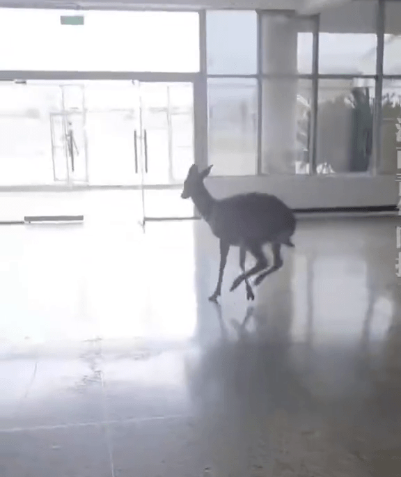 女生尖叫聲意外嚇走梅花鹿。 女生尖叫聲意外嚇走梅花鹿。