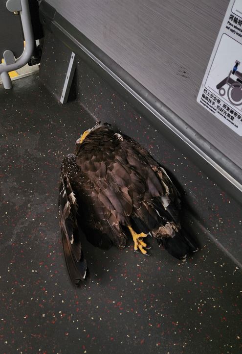 被撞大鹰跌在车厢内。网上图片