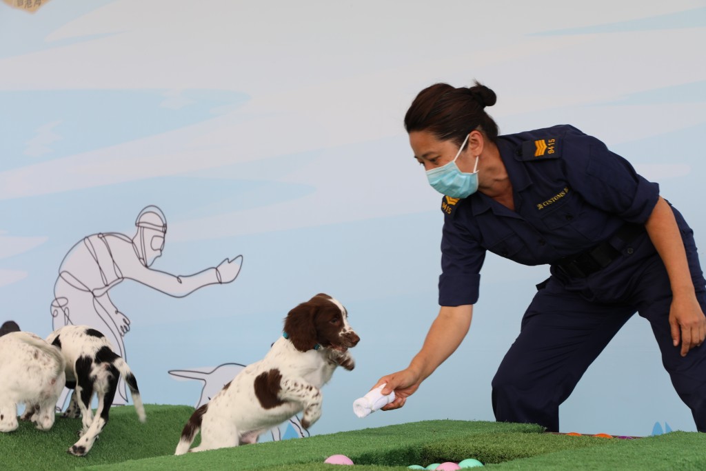 海关人员在港珠澳大桥海关搜查犬繁育中心示范为幼犬进行初期训练。资料图片
