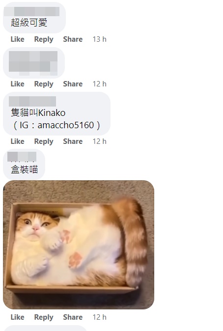 網友爆指隻原型貓叫「Kinako」。網上截圖