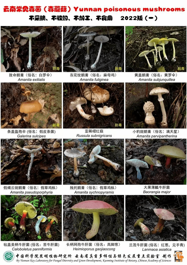 云南常见的毒菌。