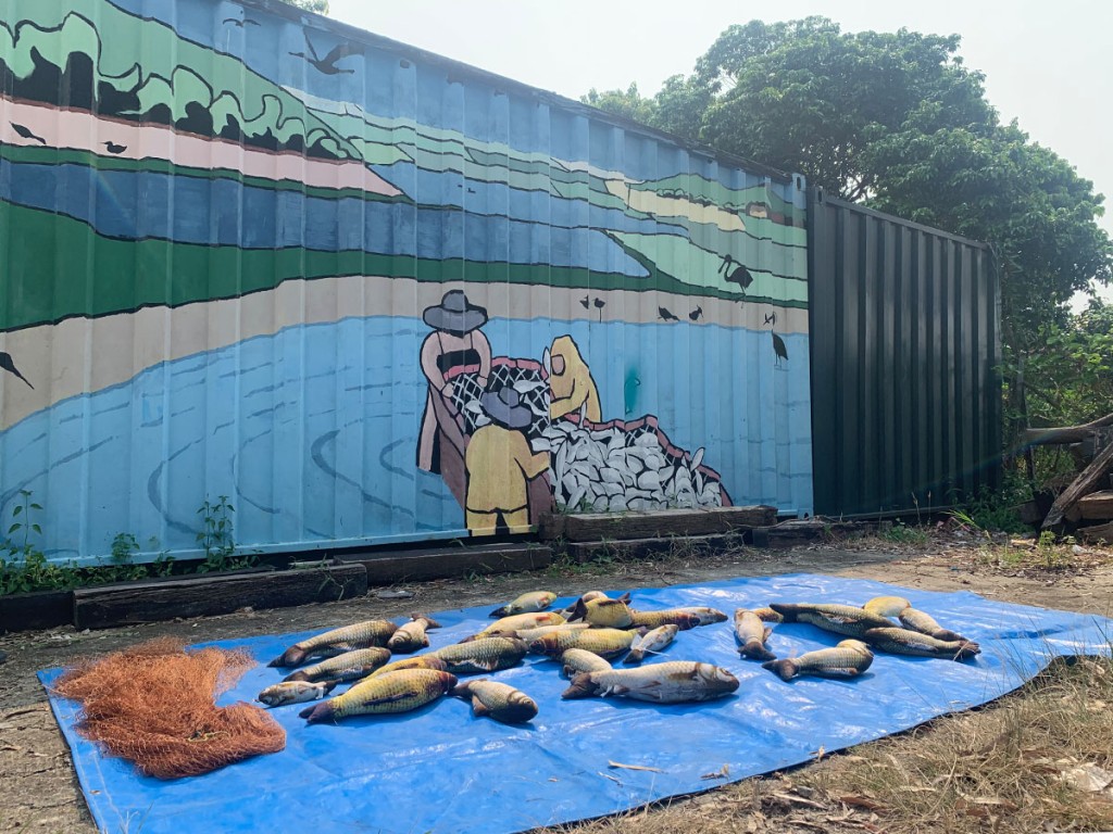 （圖片來源：香港觀鳥會）